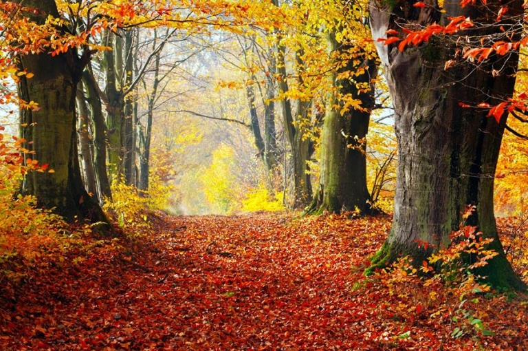 fall-autumn-forest-leaves